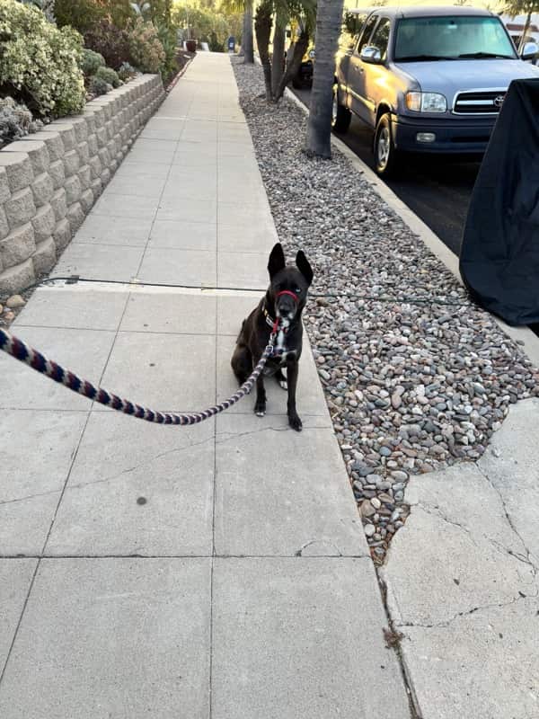 A picture of a black dog named Bowie sitting, taken on April 19 2026 at 6:42 am